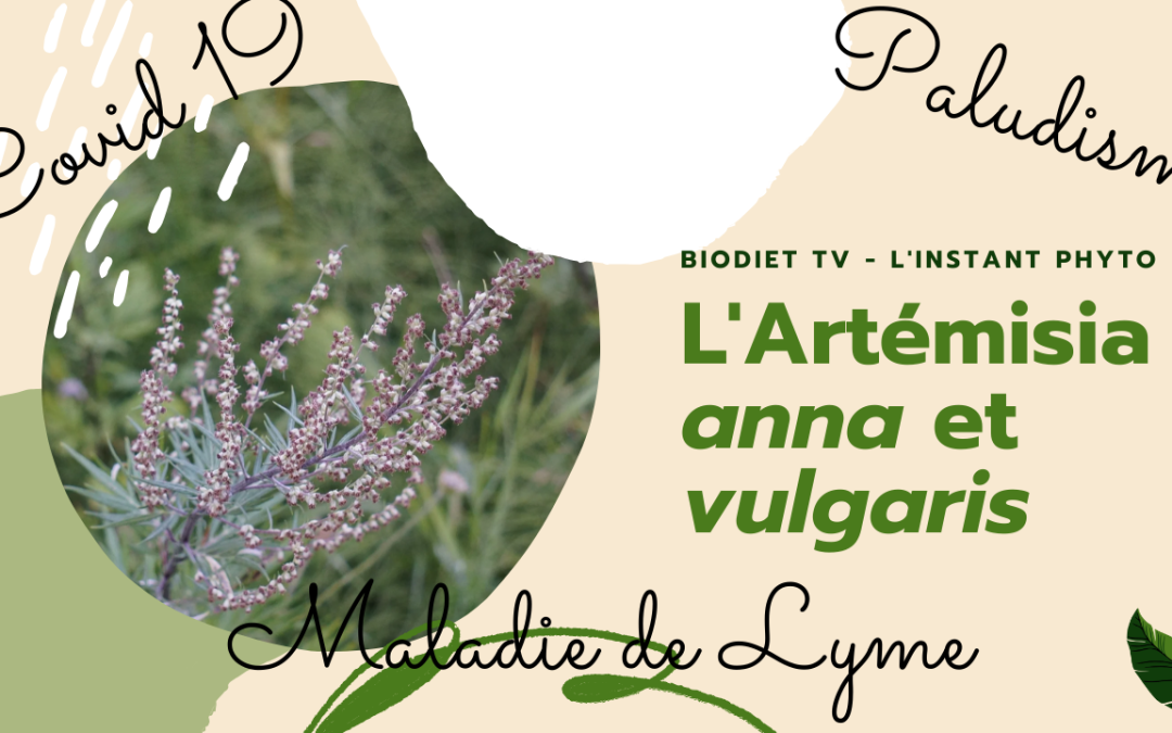Artémisia… la plante de l’immunité et des virus ?