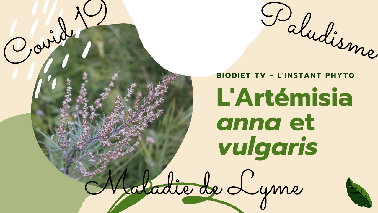 L'armoise est une plante de l'immunité principalement.