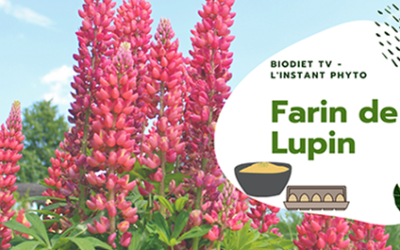 Farine de lupin, Lupinus albus [ c’est quoi ? ]