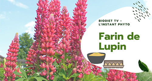 Farine de lupin et arthrose, abaissez l'inflammation via les oméga 3