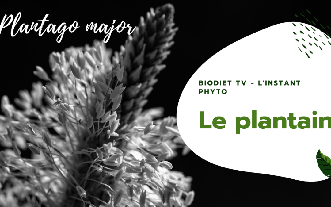 Plantain, ou plantago, le roi contre les allergies