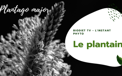 Plantain, ou plantago, le roi contre les allergies