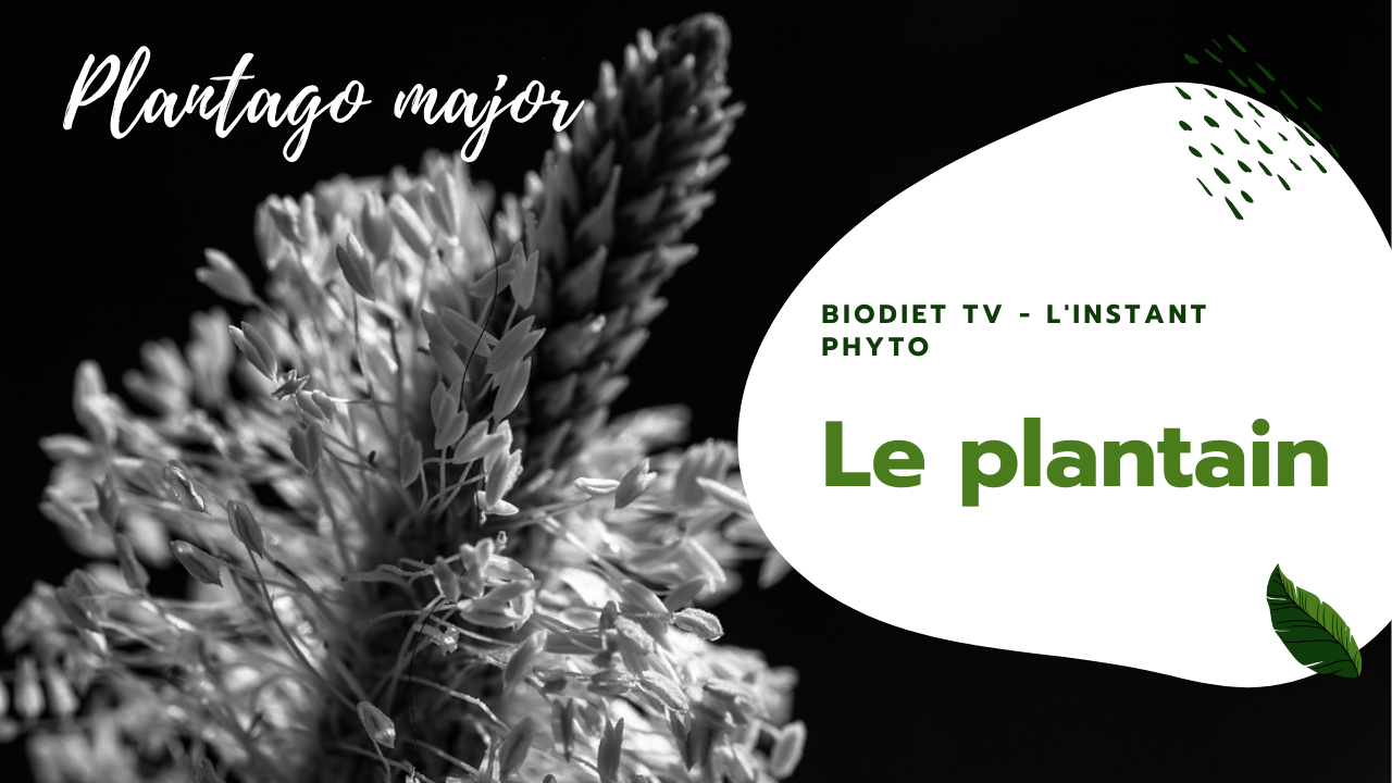 Plantain lutte contre l'inflammation de l'allergie et de l'arthrose