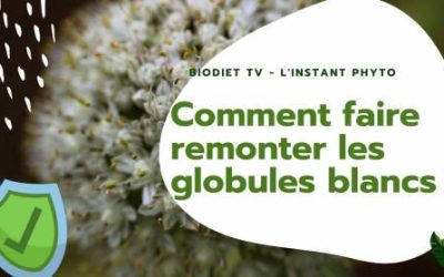 Comment faire remonter ses globules blanc ?