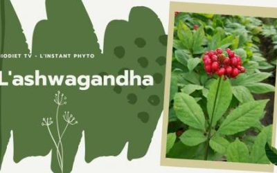 Ashwaganda, l’actif naturel soutenant l’énergie du corps.
