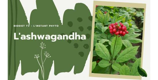 Ashwaganda, l’actif naturel soutenant l’énergie du corps.