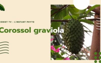 Corossol graviola vous défend et vous vitalise !