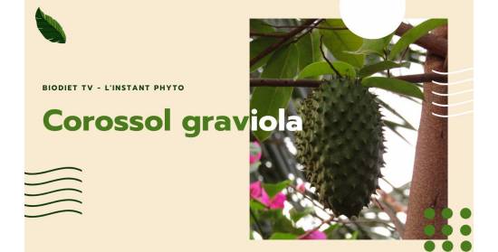 Le Corossol a une action contre l'inflammation de l'arthrose.